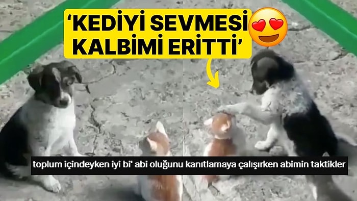 Yavru Köpek ve Kedinin Dostluğu Gözlerinizden Kalpler Çıkaracak