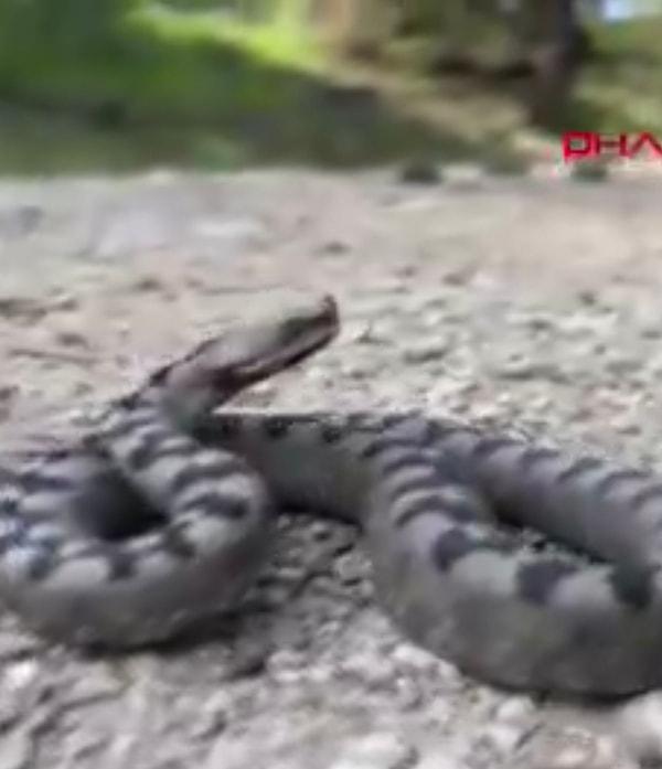DHA’dan Oğuzhan Eke’nin haberine göre doğa sporlarıyla ilgilenen Ufuk Ak ve arkadaşları dünyanın en zehirli yılan türlerinden olan boynuzlu engerek yılanı ile At Yaylası mevkisinde karşılaştı.