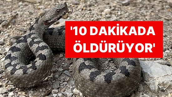 Bolu'da Görüldü Dikkat: Dünyanın En Zehirli Yılanlarından Biri, Isırdığında Öldürüyor