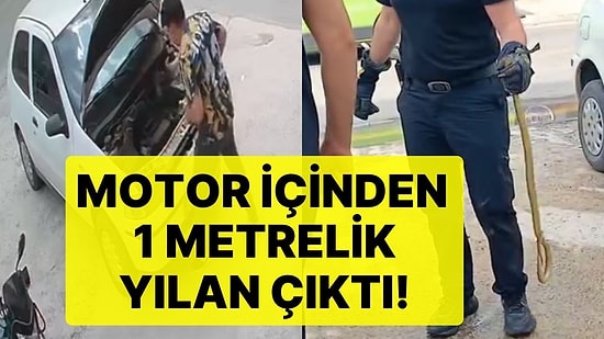 Arabanın Motorundan Gelen Ses Nedeniyle Kaputu Açtı, Gördüğü Şey  Karşısında Şoka Uğradı