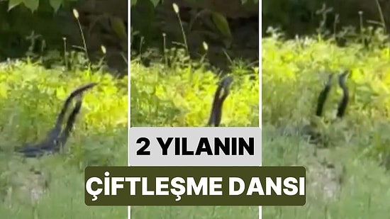 Hatay'da Bir Vatandaş Evin Bahçesinde 2 Yılanın Gerçekleştirdiği Çiftleşme Dansını Görüntülendi