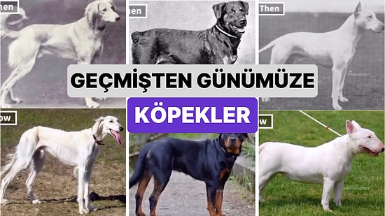 Laboratuvar Ortamında Genetiği Değiştirilen Köpeklerin Geçmişten Günümüze Görüntülerinde Meydana Gelen Değişim