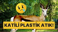 Plastik Artık Tamamen Yasaklansın: Nadir Antilop Türünü Hayvanat Bahçesine Atılan Plastik Atık Öldürdü