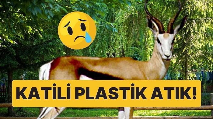 Plastik Artık Tamamen Yasaklansın: Nadir Antilop Türünü Hayvanat Bahçesine Atılan Plastik Atık Öldürdü