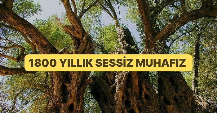 Teos Antik Kenti'ndeki 1800 Yaşındaki Anne: İzmir’in Umay Nine Ağacı