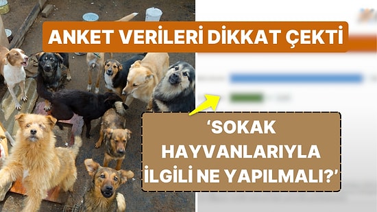 Asal Araştırma'dan Sokak Hayvanları Anketi! Vatandaşların Yüzde Kaçı Sokak Hayvanları 'Uyutulmalı' Diyor?