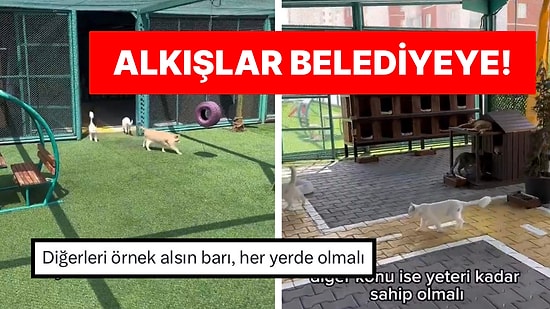 Kayseri Belediyesi Kediler İçin Yaptığı Yaşam Alanıyla Tebrikleri Topladı