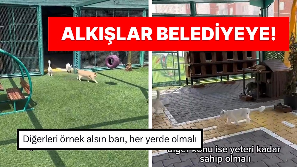 Kayseri Belediyesi Kediler İçin Yaptığı Yaşam Alanıyla Tebrikleri Topladı