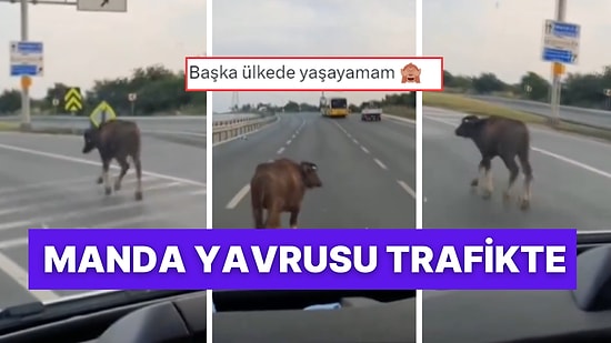 Dünya Umurunda Değil! İstanbul Arnavutköy'de Yola Çıkan Manda Yavrusu Trafiği Birbirine Kattı