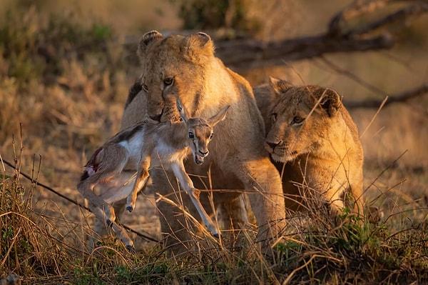 1. Vahşi doğada kimse güvende değil: Aslan yavruları, yavru antilopu yakalamış...