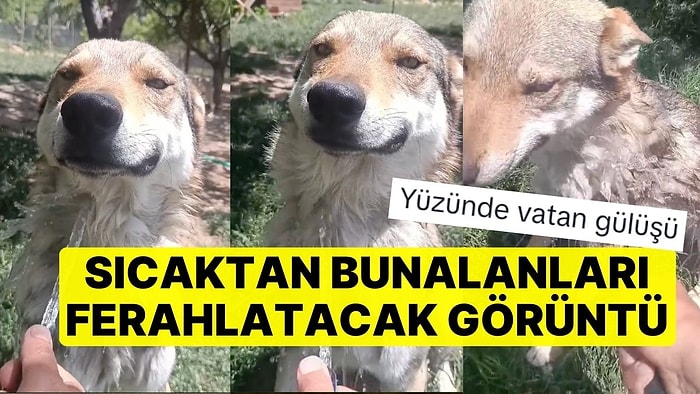 Sıcaktan Bunalanları Ferahlatacak Görüntü: Hortumla Yıkanan Köpeğin Mutluluğu Yüzünden Okundu