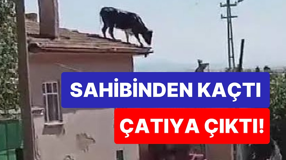 Bir Kurban Bayramı Klasiği: Sahibinden Kaçan Kurbanlık Boğa Çatıya Çıktı!