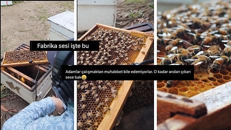 Vızır Vızır Çalışan Arıların Petek Yaparken Çıkardıkları Sesler Kaydedildi: ''Söve Söve Yapıyorlar Herhalde''