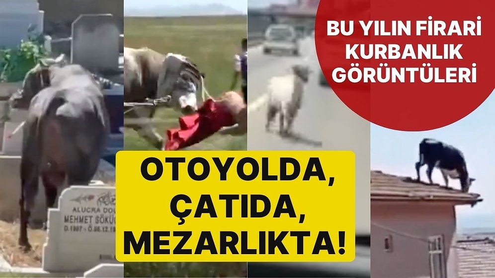 Otoyolda, Çatıda, Otoparkta, Mezarlıkta! Bu Yılın Firari Kurbanlık Görüntülerini Sizler İçin Derledik