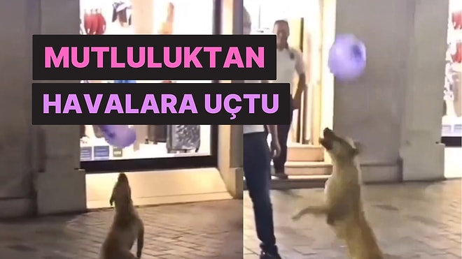 Kalplerimizi Eritti: Neşeli Köpek Balonla Oynadığı Dakikalarda Mutluluktan Havalara Uçtu!