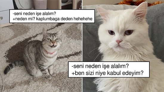 Kedilerin "Sizi Neden İşe Alalım?" Sorusuna Vereceği Muhtemel Gerçekçi Cevaplar