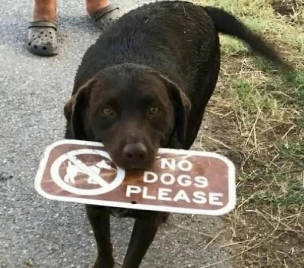 15. "Köpekler yasaktır."