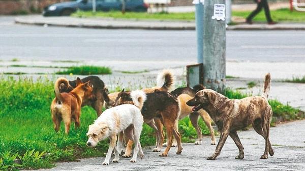 Son dönemlerde gündem düşmeyen sokak köpekleri saldırılarına her geçen gün bir yenisi daha ekleniyor.