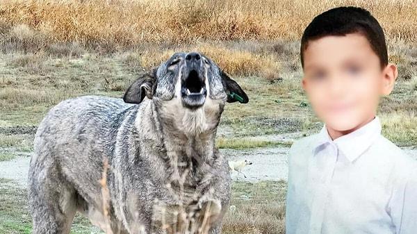Ünlü şarkıcı, Ankara’da yaşayan minik Tunahan’ın okula giderken 20 tane köpeğin saldırısı sonrası çekilen videosunu alıntıladı.