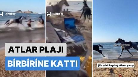 Denize Giren İnsanlar Neye Uğradığını Şaşırdı: Şile'de Sahibinden Kaçan 2 At Plajı Birbirine Kattı