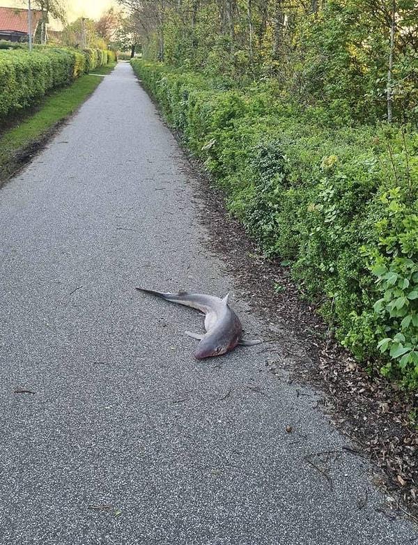 1. Danimarka'da kendini bisiklet yolunun ortasında bulmuş bir köpek balığı: