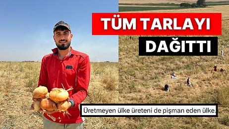 Mardin’de Bir Çiftçi Ektiği Soğanları Satamayınca Ücretsiz Dağıttı Vatandaşlar Rağbet Gösterdi