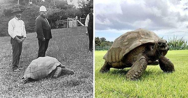 3. 191 yaşındaki Jonathan the Turtle.