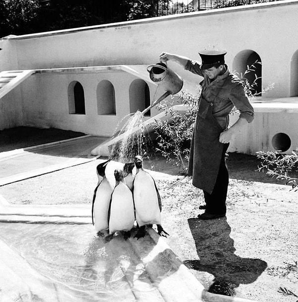 10. 1957'de sıcak bir yaz gününde İmparator Penguenleri sulayan Danimarkalı hayvanat bahçesi görevlisi.