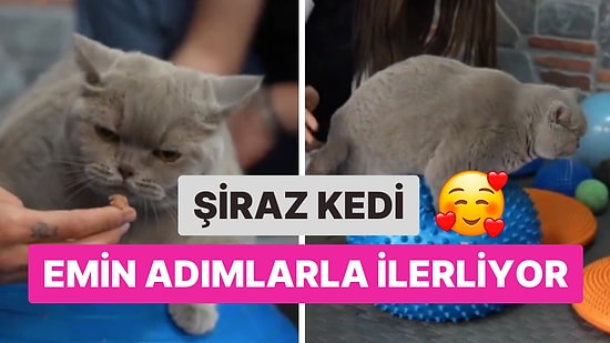 Obeziteye Yakalanan 4 Yaşındaki Şiraz Kedi, Egzersiz ve Diyetle 6 Kilo Vermeyi Başardı!