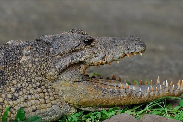 Kuyruğundan çorba yapılan timsahın, muz yapraklarına sarılarak yapılan yöresel bir yemekte de kullanıldığı ifade edildi.