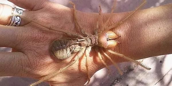 Gözleri ışıktan rahatsız olduğu için bu örümceğin sadece geceleri hareket ettiği, güçlü çeneleri nedeniyle ısırdıkları insanlara zarar verdiği ancak zehirli olmadığı da biliniyor.