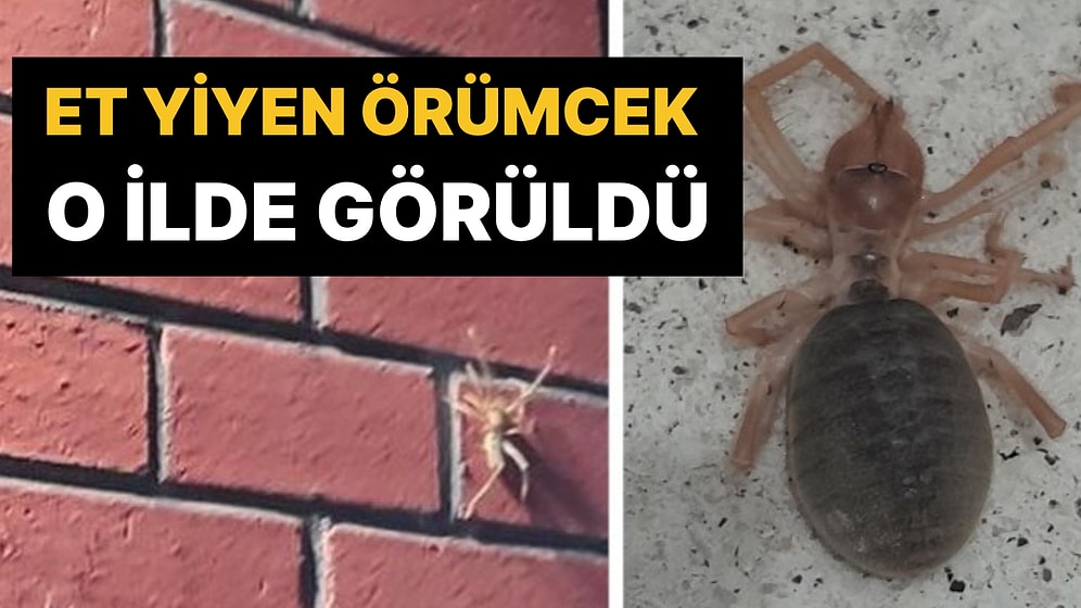 'Sarıkız' Yeniden Ortaya Çıktı: Bir İlde Daha Görüldü