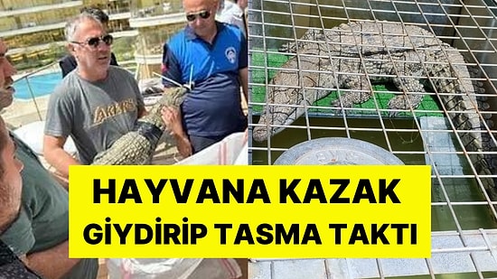 Bu da Oldu: İstanbul'da Evinde 1,5 Metre Uzunluğunda Timsah Besleyen Kişi Gözaltına Alındı