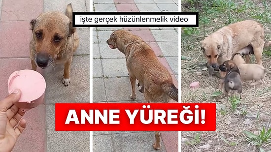 Salam Verilince Yemek Yerine Yavrularına Götüren Anne Köpek Kalpleri Eritti