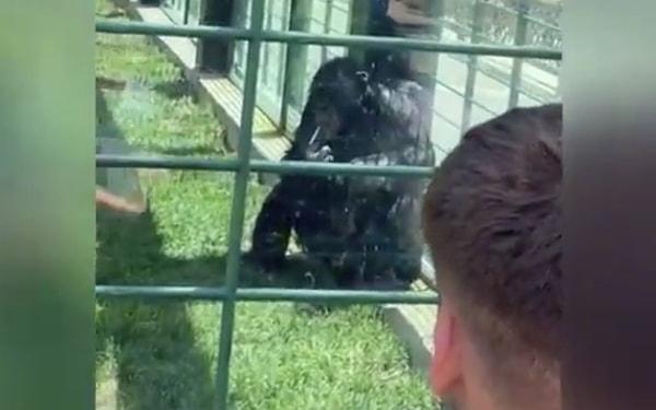 Gaziantep'te hayvanat bahçesine giden bir grup genç, kafesteki maymuna sigara içirdi.