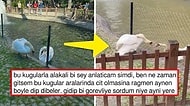 Kuğulu Park'ta Aralarına Örülen Tellere Rağmen Öpüşen Kuğuların İç Isıtan Hikayesi