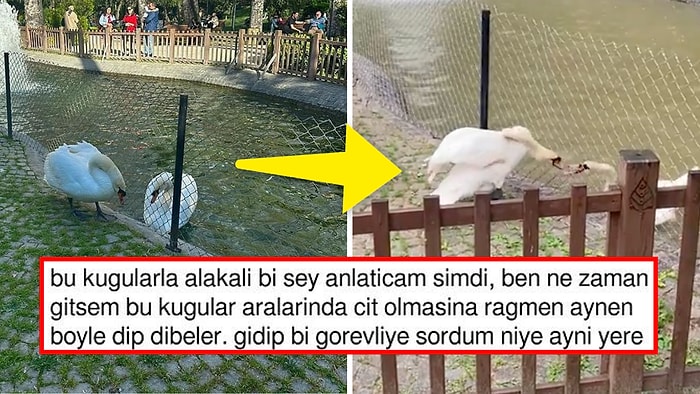 Kuğulu Park'ta Aralarına Örülen Tellere Rağmen Öpüşen Kuğuların İç Isıtan Hikayesi