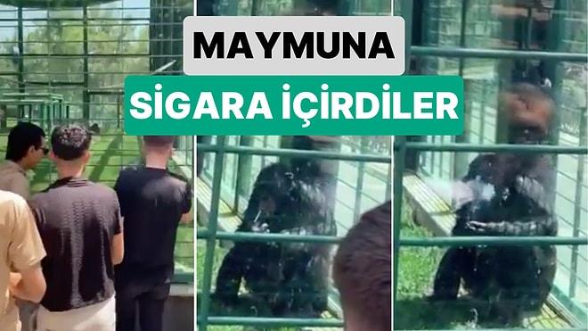 Eğlenerek Video Çektiler: Gaziantep’te Hayvanat Bahçesine Giden Bir Grup Kafesteki Maymuna Sigara İçirdi