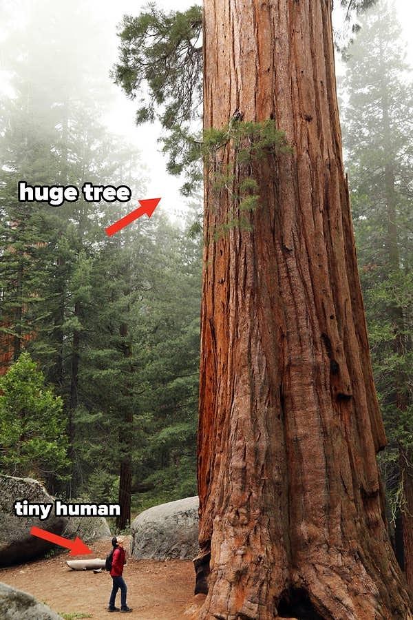 8. Redwood ağacı olarak bilinen bu ağaç türü kelimenin tam anlamıyla kocaman!
