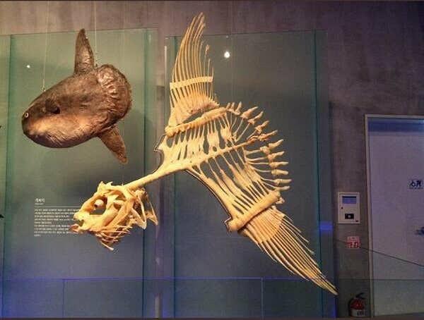 16. Bu da Güneş Balığı'nın iskeleti.