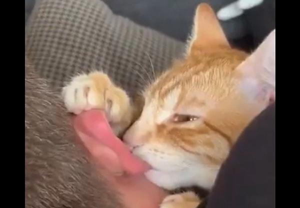 Tatlı mı tatlı bir kedinin de sahibinin kulağını emzik zannedip emdiği anlar sosyal medyada paylaşıldı. Bu görüntüler birçok kullanıcı tarafından beğeni topladı.
