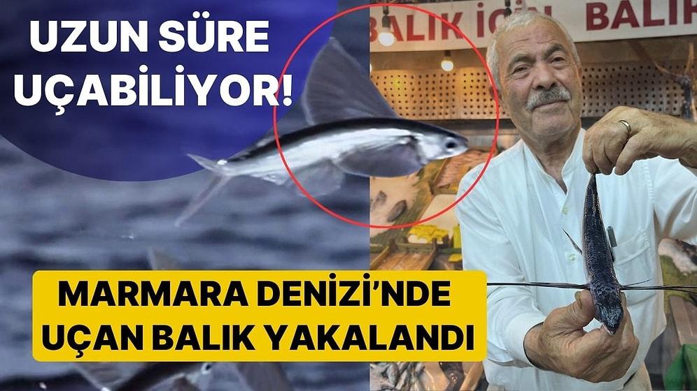 Uzun Süre Havada Kalabiliyor! Marmara Denizi'nde Uçan Balık Yakalandı