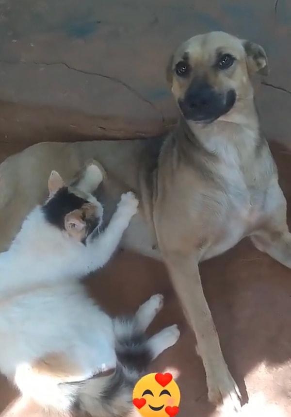 Bu videoda ise o şanslı kişi kedinin köpek dostu. Karnına masaj yapılan köpeğin suratındaki keyfi gülümsemesinden okunuyor.
