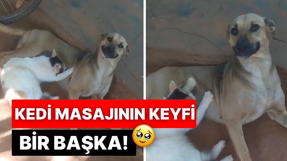 Kedi Dostu Karnına Masaj Yaparken Keyiften Dört Köşe Olup Gülümseyen Köpek Kalpleri Eritti
