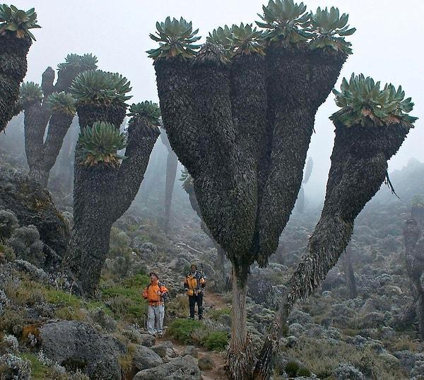 1. Kilimanjaro Dağı'nın zirvesinde bulunan dev Groundsels bitkileri