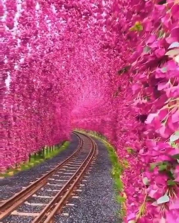 13. Tayvan'ın Yuchi kentinde Begonvil çiçeklerinin oluşturduğu gerçek olamayacak kadar büyüleyici tünel.