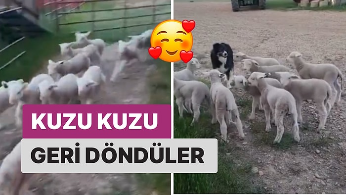 Kaçış Planı Yapan Kuzuların Planları Böyle Suya Düştü!