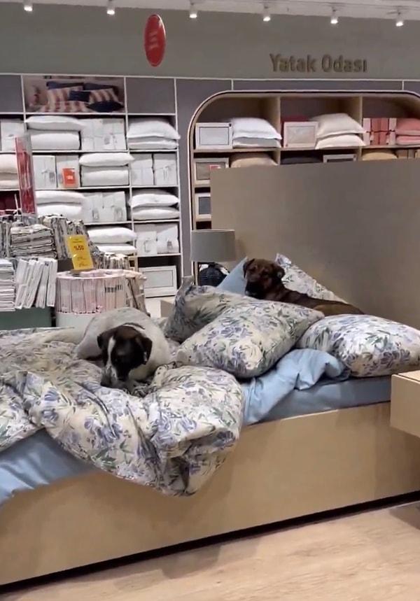 Tatlı köpekler mağazaya girdikten sonra yatağın üzerine çıkarak keyiflerine keyif kattı.
