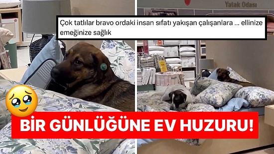 İstanbul’da Ev Eşyaları Satan Mağazadaki Yatağın Tadını Çıkaran Sokak Köpekleri