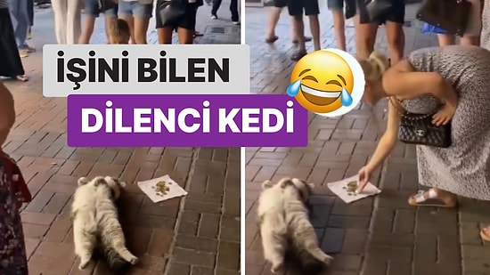 Ölü Taklidi Yaparak Turistlerden Para Dilenen Kedi